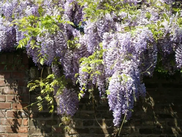 How Long Does Wisteria Bloom For Tips For Longer Blooms
