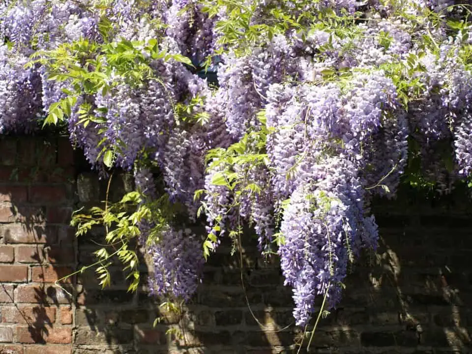 A wisteria on the article How Long Does Wisteria Bloom For