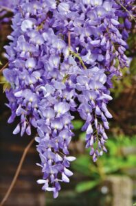 A purple colored blossom