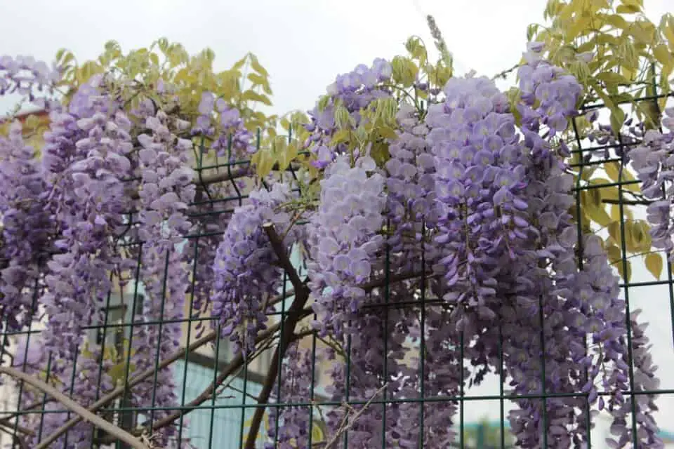 A wisteria on the article The Common Problems With a Wisteria & How to Fix Them