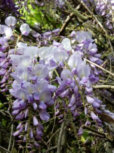 A wisteria 