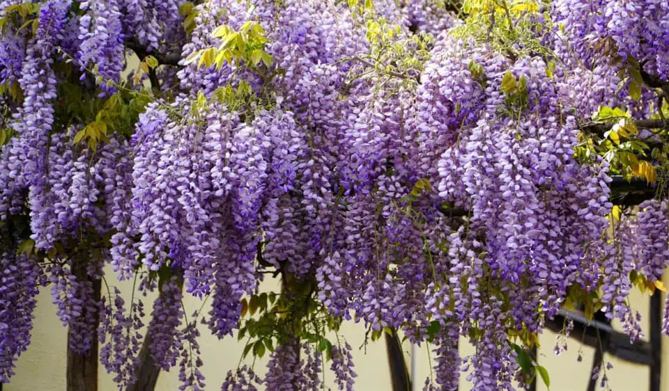 A wisteria on the article What are the Benefits of a Wisteria