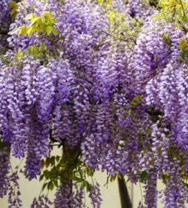 A wisteria