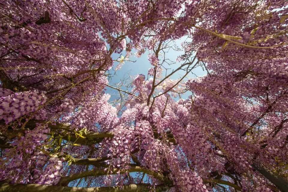 A wisteria on the article Wisteria Light Requirements