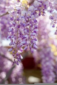 A wisteria