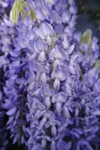 A purple blossomed plant