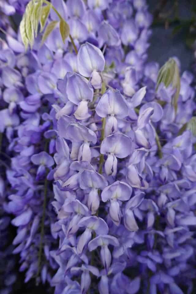 What Fertilizer Should you use for Your Wisteria?