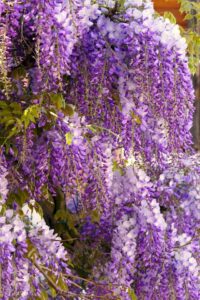 A wisteria 