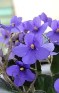 African Violet