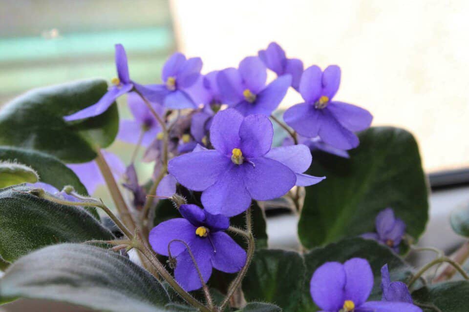 An African Violet on the article How Often Do African Violets Bloom