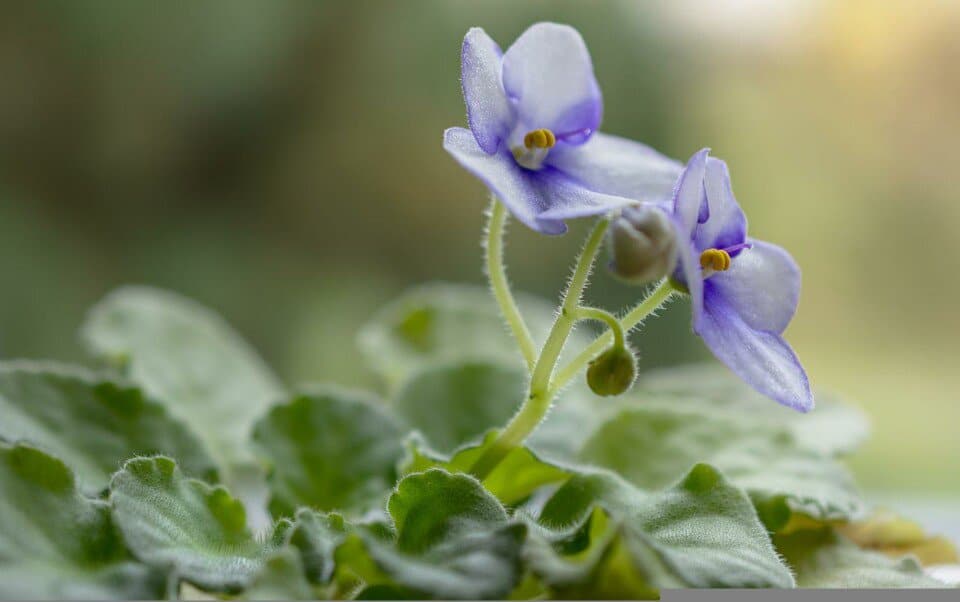 An African Violet on the article African Violet Light Requirements