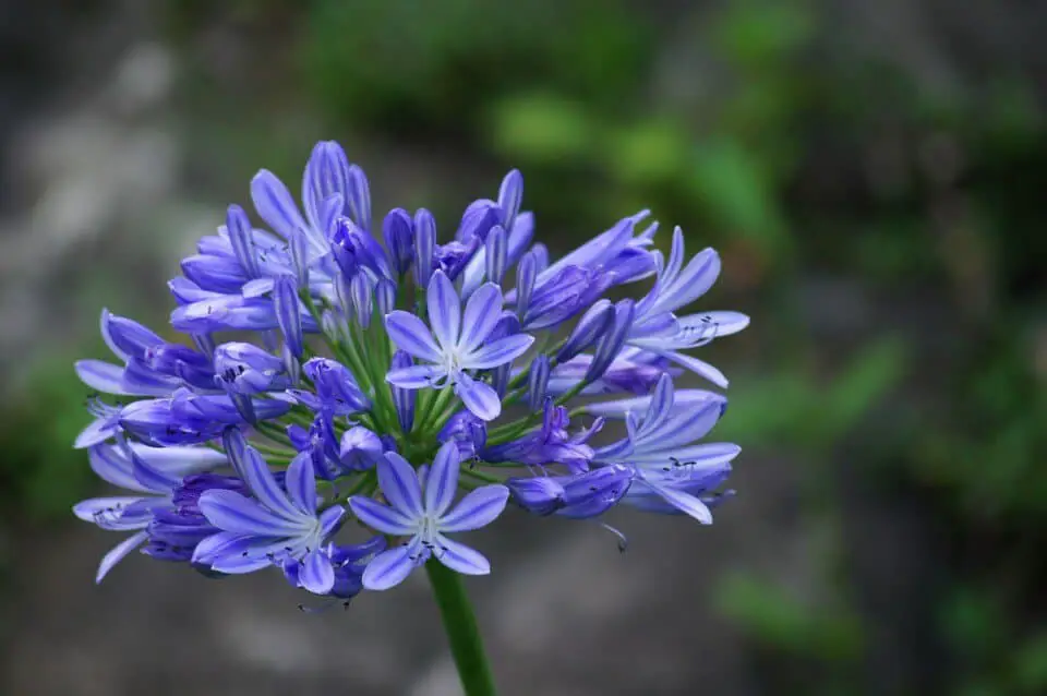 An Agapanthus on the article Why is my Agapanthus Not Flowering