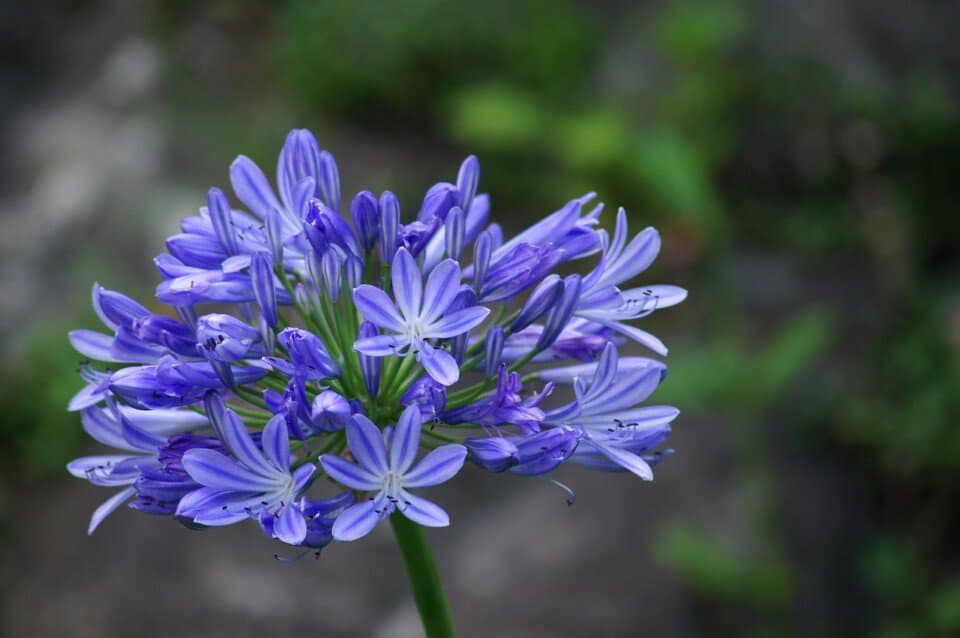 An Agapanthus on the article Why is my Agapanthus Not Flowering