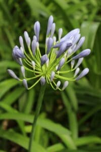 An agapanthus