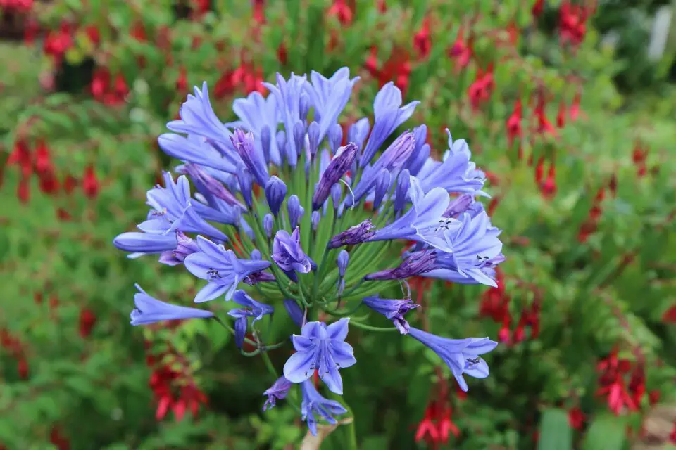 An agapanthus on the article What soil should you use for your Agapanthus