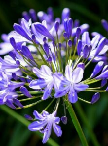 An purple and white flower