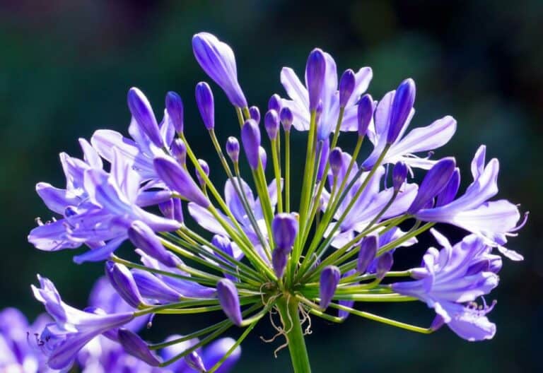 How to Care for an Agapanthus in the Winter