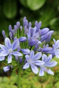 An agapanthus