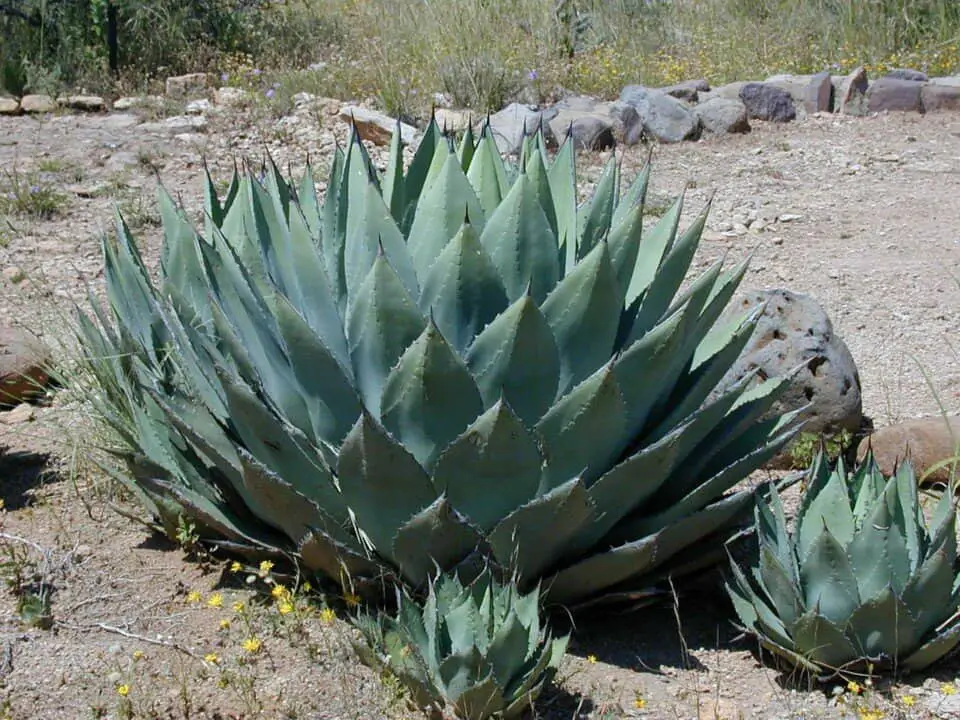 An agave on the article What soil should you use for your agave plant