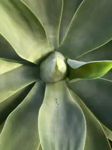 An agave plant