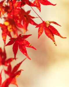 Red maple leaves