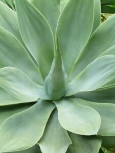 An agave