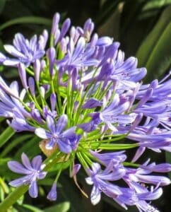 A Agapanthus 