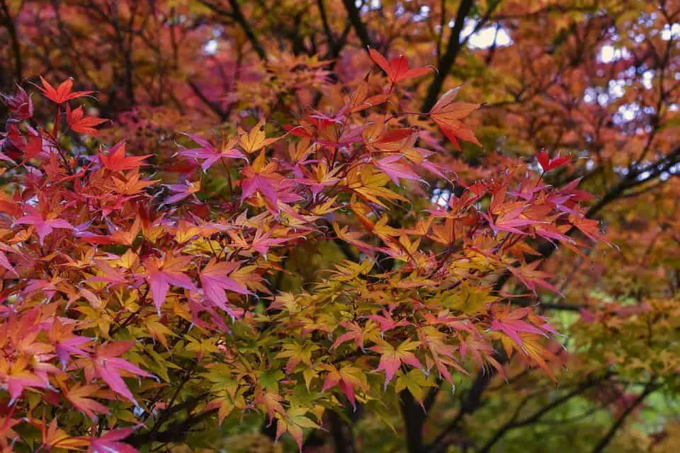 A Japanese maple on the article Why is your Japanese Maple Turning Green