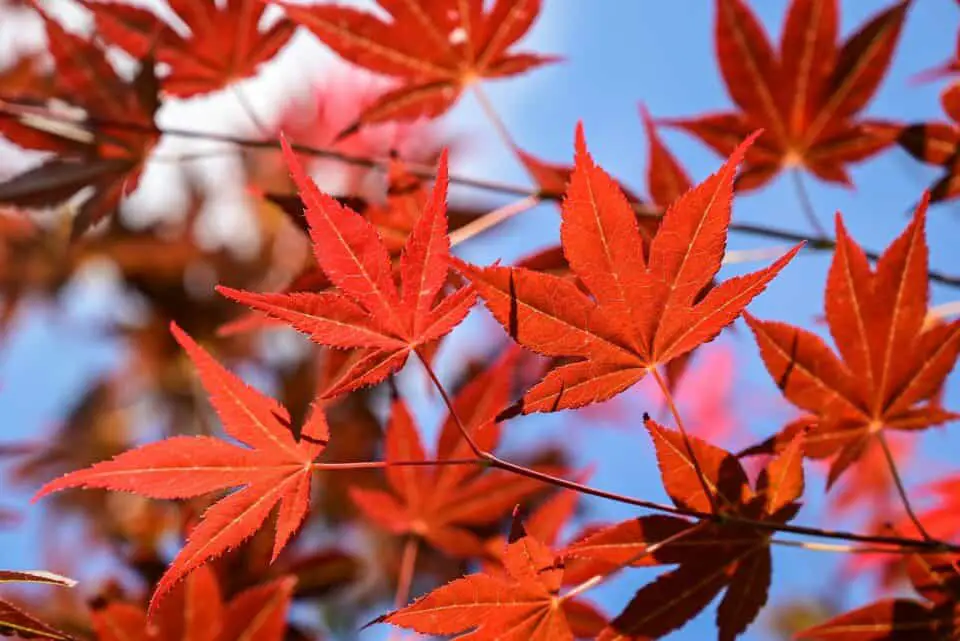 A japanese maple on the article Why is my Japanese Maple Turning Brown