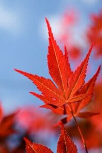 A Japanese maple leaf