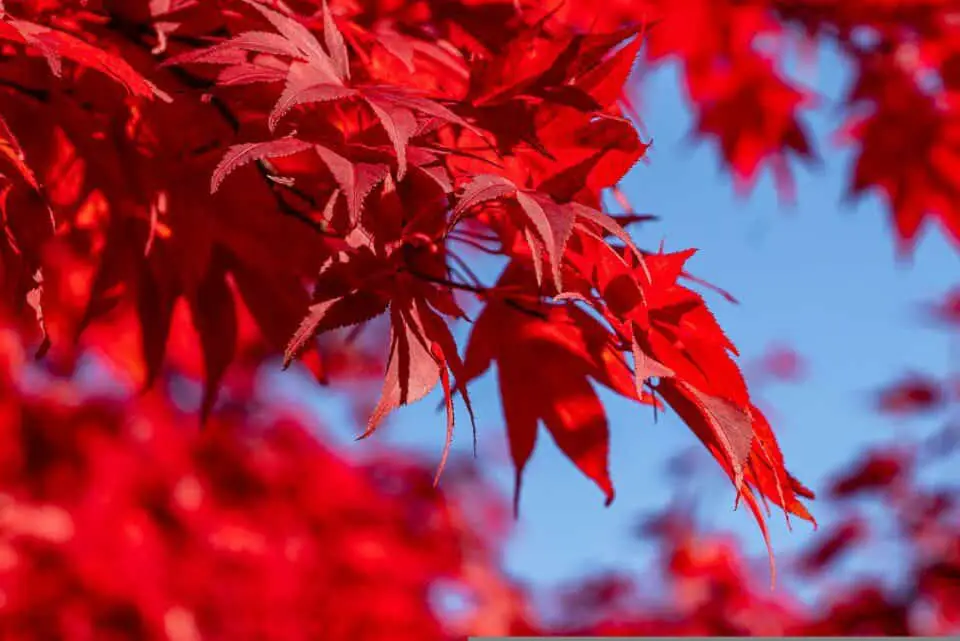 A red maple on the article Why is Your Red Maple Turning Green