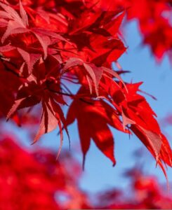 A red maple tree