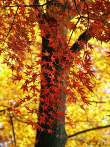 A red maple tree