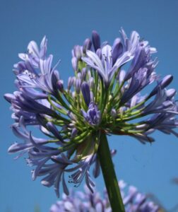 An Agapanthus