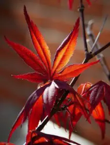A Japanese maple