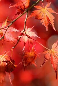 Red Japanese maple leaves