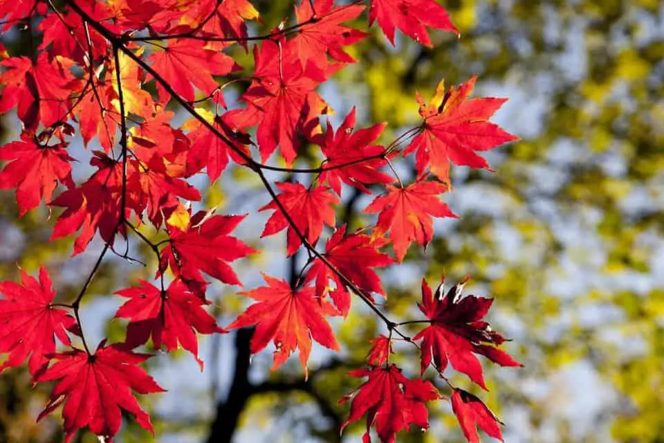 A red maple tree on the article Red Maple