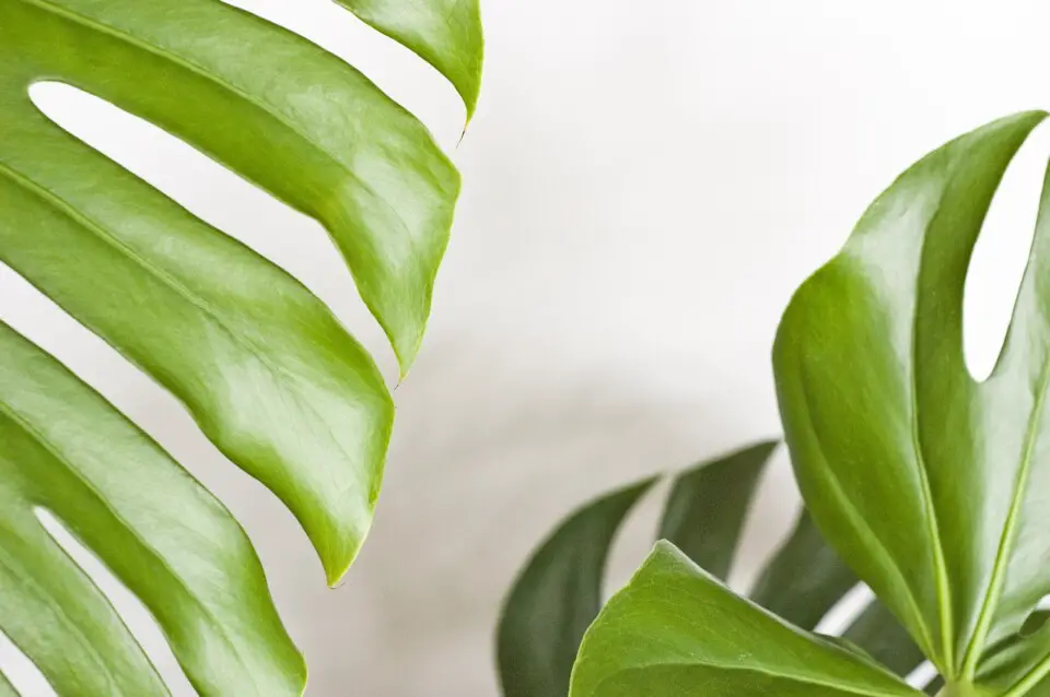 A monstera on the article How to Care for your Monstera in Winter