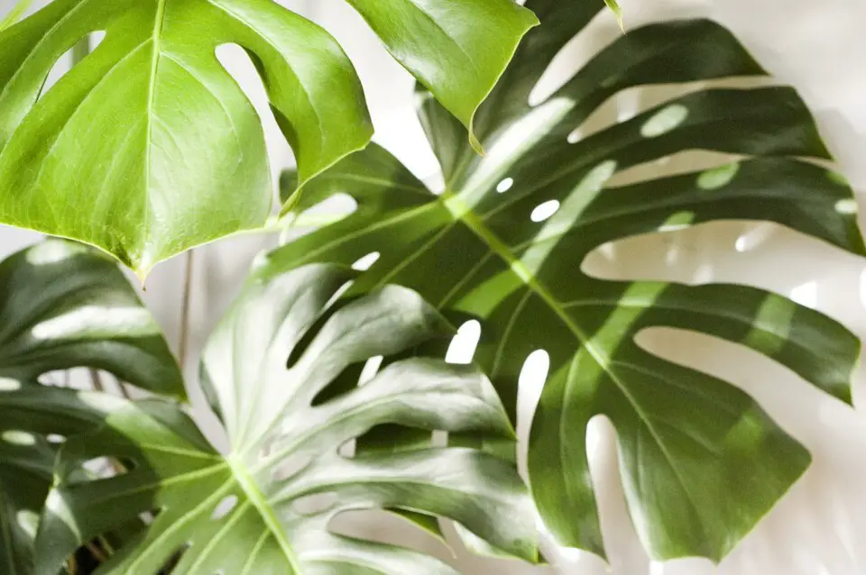 A monstera on the article Is a Monstera a Tropical Plant?