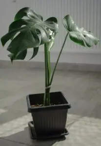 A monstera on the article Best Grow Light for Monstera