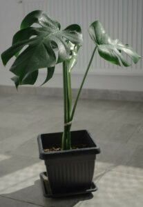 Is a Monstera Toxic to You and Your Pets?