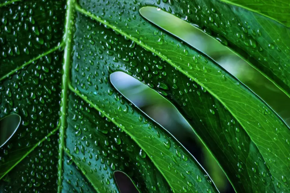 A monstera on the article Why are your Monstera Stems Bending