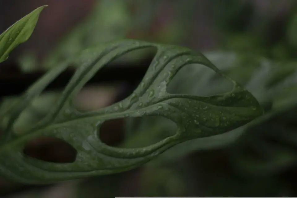 A monstera on the article What are the Rarest Monstera Varieties