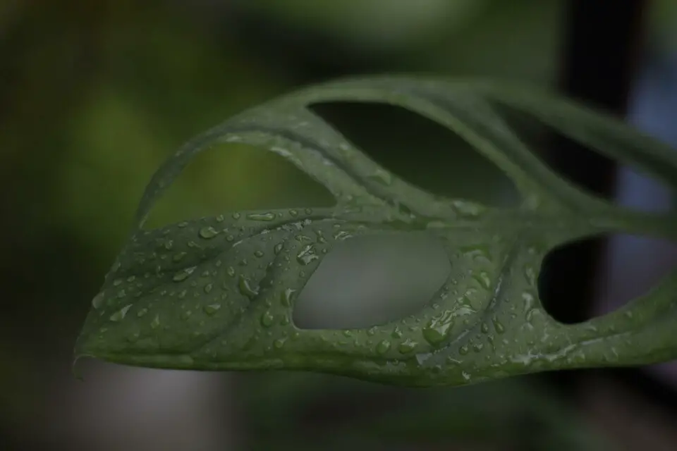 A monstera on the article Why is my Monstera Dripping Water - Can Anything Be Done