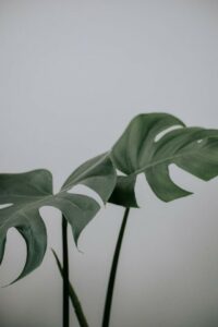 A monstera