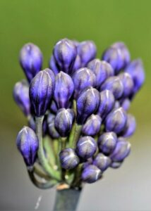 An Agapanthus