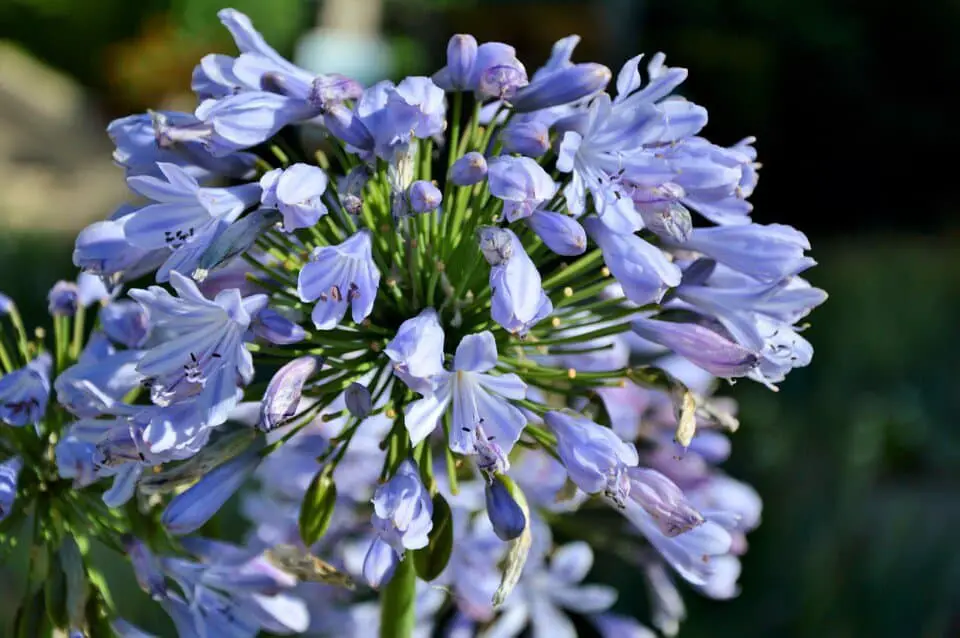 A agapanthus on the article Why are Your Agapanthus Leaves Turning Yellow