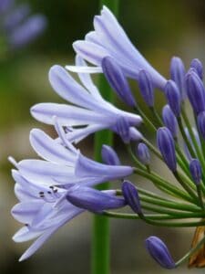 An Agapanthus