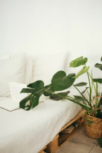 A monstera on the article Can a Monstera Purify the Air?