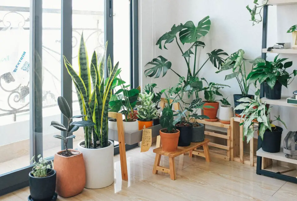 A monstera with lots of other houseplants on the article The 4 Most Common Monstera Pests
